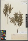 Foto von Salix repens subsp. rosmarinifolia (L.) Andersson
